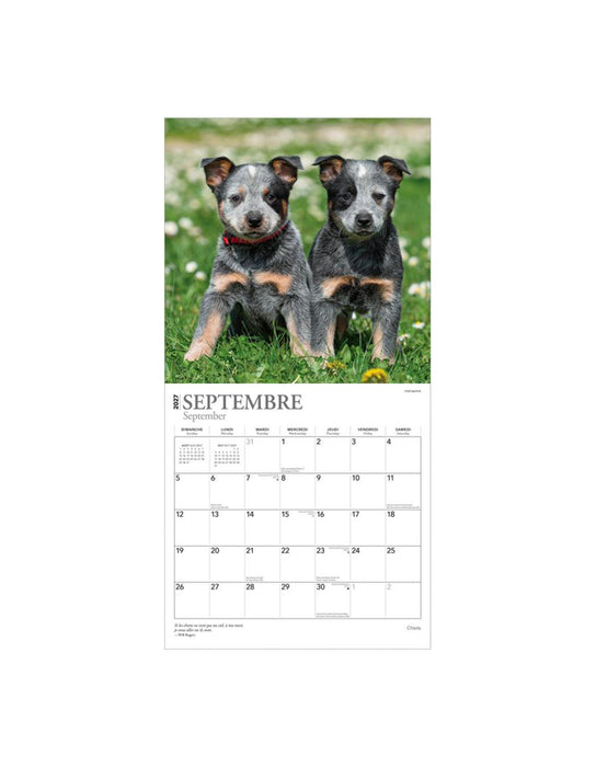 Chiots - Calendrier 2027 (Français)