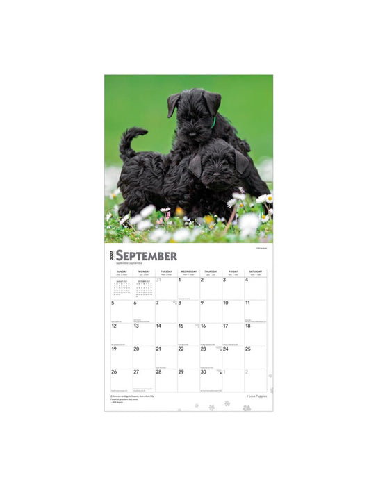 I Love Puppies - Calendrier 2027 (Anglais)